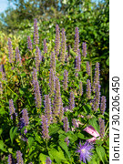 Лофант, или агастахис морщинистый (Agastache rugosa) Стоковое фото, фотограф Ольга Сейфутдинова / Фотобанк Лори