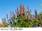 Лофант, или агастахис морщинистый (Agastache rugosa) Стоковое фото, фотограф Ольга Сейфутдинова / Фотобанк Лори