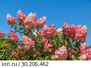 Гортензия метельчатая Ваниль Фрэз / Рени. Hydrangea paniculata Vanille Fraise / Rehny. Штамб. Стоковое фото, фотограф Ольга Сейфутдинова / Фотобанк Лори