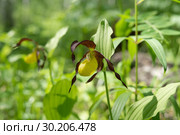 Венерин башмачок настоящий (Cypripedium calceolus) в естественной среде обитания. Стоковое фото, фотограф Светлана Попова / Фотобанк Лори