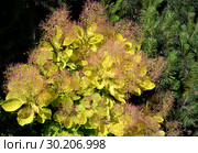 Фрагмент кроны скумпии кожевенной, сорт Голден Спирит (Cotinus coggygria Scop. Golden Spirit) Стоковое фото, фотограф Ирина Борсученко / Фотобанк Лори