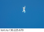 Yakovlev Yak-18T выполняет фигуры высшего пилотажа. Aircraft Yakovlev Yak-18T performs aerobatics (2015 год). Редакционное фото, фотограф Евгений Романов / Фотобанк Лори