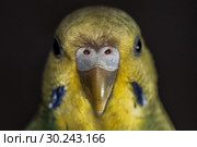 Budgerigar female green parrot budgie bird perched on a branch. Стоковое фото, фотограф Валерий Моисеев / Фотобанк Лори