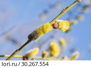 Мужское соцветие цветущей ивы козьей (Salix caprea) Стоковое фото, фотограф Алёшина Оксана / Фотобанк Лори