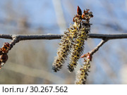 Женские соцветия осины обыкновенной (Populus tremula) Стоковое фото, фотограф Алёшина Оксана / Фотобанк Лори