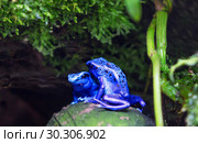 Лягушка голубой древолаз. Dyeing Poison Frog. Стоковое фото, фотограф Галина Савина / Фотобанк Лори
