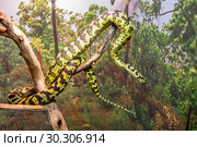 Ковровый питон (Carpet Python) Стоковое фото, фотограф Галина Савина / Фотобанк Лори