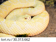 Змея гремучник прерийный (Crotalus oreganus lutosus), альбинос. Great Basin Rattlesnake. Стоковое фото, фотограф Галина Савина / Фотобанк Лори