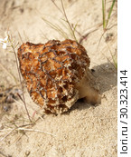 Сморчок конический  (Morchella conica  Pers.) растет на песке. Стоковое фото, фотограф Ирина Борсученко / Фотобанк Лори