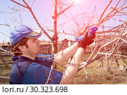 Young handsome man makes spring pruning of fruit trees. Стоковое фото, фотограф Акиньшин Владимир / Фотобанк Лори