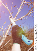 Young handsome man makes spring pruning of fruit trees. Стоковое фото, фотограф Акиньшин Владимир / Фотобанк Лори