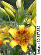 Лилии желтые, сорт Голден Стоун (Lilium asiatic  Golden Stone). Цветок и бутоны. Стоковое фото, фотограф Ирина Борсученко / Фотобанк Лори