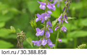 Цветущая галега лекарственная. Blooming Galega officinalis. Стоковое видео, видеограф Евгений Романов / Фотобанк Лори