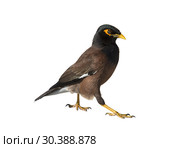 Ordinary mynah on white background isolated. Стоковое фото, фотограф Наталья Волкова / Фотобанк Лори
