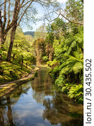 Tropical Park in Furnas, Azores. Стоковое фото, фотограф Юлия Бабкина / Фотобанк Лори