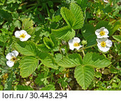 Цветение клубники (Fragaria × ananassa (Duchesne ex Weston) Duchesne ex Rozier ) Стоковое фото, фотограф Ирина Борсученко / Фотобанк Лори
