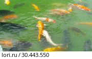 Koi fish and silver carp in pond eating. Стоковое видео, видеограф Игорь Жоров / Фотобанк Лори