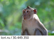 Макак-крабоед (лат. Macaca fascicularis) или яванский макак. Портрет дикой обезьяны в Таиланде (2019 год). Стоковое фото, фотограф Григорий Писоцкий / Фотобанк Лори