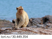 Макак-крабоед (лат. Macaca fascicularis) или яванский макак на берегу моря в Таиланде (2019 год). Стоковое фото, фотограф Григорий Писоцкий / Фотобанк Лори