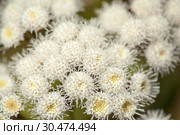 Flora of Gran Canaria - Ageratina adenophora. Стоковое фото, фотограф Tamara Kulikova / Фотобанк Лори