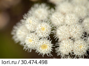 Flora of Gran Canaria - Ageratina adenophora. Стоковое фото, фотограф Tamara Kulikova / Фотобанк Лори