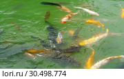 Koi fish and silver carp in pond eating. Стоковое видео, видеограф Игорь Жоров / Фотобанк Лори
