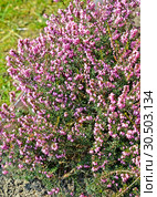 Эрика травянистая (Erica carnea L.). Весна. Стоковое фото, фотограф Ирина Борсученко / Фотобанк Лори