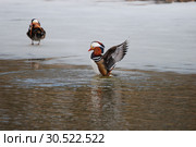 Утки мандаринки. The Mandarin Duck (Aix galericulata). Стоковое фото, фотограф syngach / Фотобанк Лори