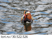 Утка мандаринка. Селезень. The Mandarin Duck (Aix galericulata). Стоковое фото, фотограф syngach / Фотобанк Лори