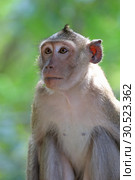 Макак-крабоед (лат. Macaca fascicularis) или яванский макак. Стоковое фото, фотограф Григорий Писоцкий / Фотобанк Лори