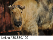 Сычуанский такин (лат. Budorcas taxicolor tibetana) (2014 год). Стоковое фото, фотограф lana1501 / Фотобанк Лори