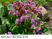 Бадан толстолистный, или Бергения (лат. Bergenia) Стоковое фото, фотограф lana1501 / Фотобанк Лори