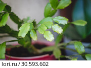 Zigokaktus, rozhdestvennik young sprouts in a pot, close-up. Стоковое фото, фотограф Tetiana Chugunova / Фотобанк Лори