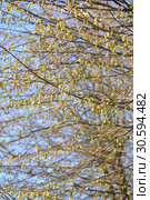 Цветение граба обыкновенного (Carpinus betulus L.) Стоковое фото, фотограф Ирина Борсученко / Фотобанк Лори