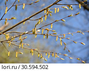 Мужские сережки цветущего граба обыкновенного (Carpinus betulus L.) Стоковое фото, фотограф Ирина Борсученко / Фотобанк Лори