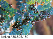 Eucalyptus krueseana plant. Стоковое фото, фотограф Яков Филимонов / Фотобанк Лори
