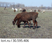 Пасущиеся на поле овцы. Стоковое фото, фотограф Жигалин Михаил / Фотобанк Лори