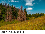 Российская трагедия - высыхание елей. Стоковое фото, фотограф Евгений Горбунов / Фотобанк Лори