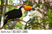 Toco toucan. Стоковое фото, фотограф Яков Филимонов / Фотобанк Лори