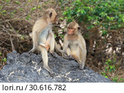 Макак-крабоед (лат. Macaca fascicularis) или яванский макак. Две обезьяны на острове в Таиланде (2019 год). Стоковое фото, фотограф Григорий Писоцкий / Фотобанк Лори