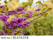 Blossoming of purple cercis siliquastrum at sunny day, nobody. Стоковое фото, фотограф Яков Филимонов / Фотобанк Лори