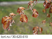 Бук лесной (Fagus sylvatica L.), ветка с молодыми листьями и цветками. Стоковое фото, фотограф Ирина Борсученко / Фотобанк Лори