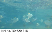 School of Silver moonfish - Monodactylus argenteus swim under surface in the blue water, Indian Ocean, Hikkaduwa, Sri Lanka, South Asia (2019 год). Стоковое видео, видеограф Некрасов Андрей / Фотобанк Лори