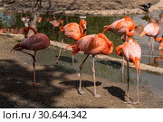 Flamingos preen their feathers on the shore of the pond. Стоковое фото, фотограф Наталья Волкова / Фотобанк Лори