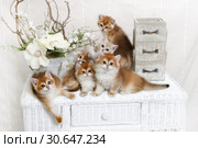 Kittens breed British shorthair with green eyes. Five kittens Golden Chinchilla color, and one Blue Golden Chinchilla color. Group portrait. Стоковое фото, фотограф Ирина Кожемякина / Фотобанк Лори