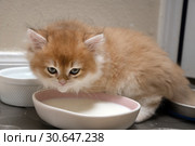 Kitten  breed British shorthair with green eyes drinking milk from a bowl. Стоковое фото, фотограф Ирина Кожемякина / Фотобанк Лори