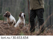 Portrait of a working liver and white springer spaniel on a game shoot. Стоковое фото, агентство Ingram Publishing / Фотобанк Лори