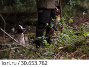 A man working his dog in woodland retrieving pheasants. Стоковое фото, агентство Ingram Publishing / Фотобанк Лори