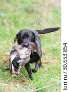 Working black labrador retrieving a shot mallard drake. Стоковое фото, агентство Ingram Publishing / Фотобанк Лори