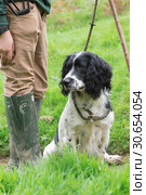 Portrait of a working springer spaniel gundog. Стоковое фото, агентство Ingram Publishing / Фотобанк Лори